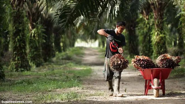 2,8 Juta Hektar Lahan Sawit Akan Segera Diremajakan