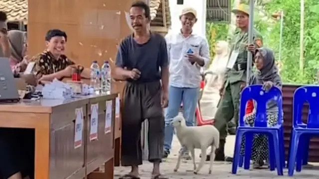 Tertangkap Kamera Sosok Bapak-Bapak Nyoblos Ditemani Kambing Kesayangan Sampai Bilik Suara Pilkada 2024