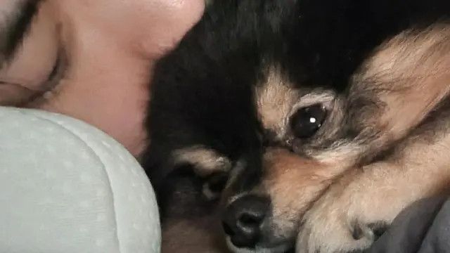 Momen V BTS dan Yeontan yang Kini Tinggal Kenangan, dari Pertama Kali Diadopsi hingga Teaser Lagu