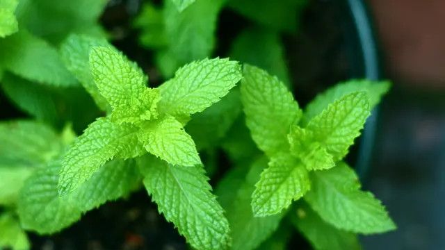 5 Daun Herbal ini Mampu Menurunkan Gula Darah Secara Alami, Diabetes Bisa Dilawan