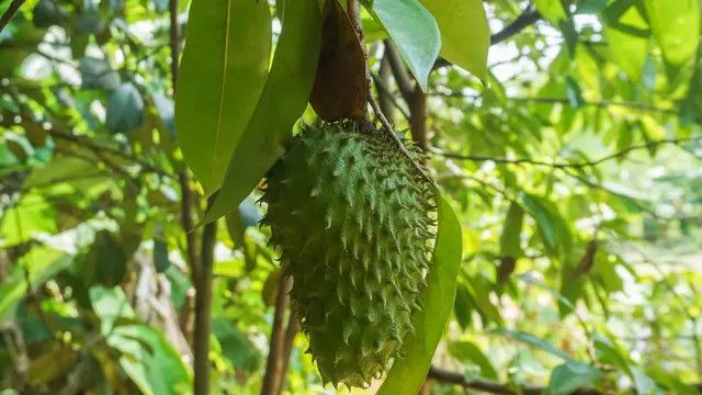 Rahasia Kesehatan: 5 Manfaat Rebusan Daun Sirsak yang Luar Biasa!