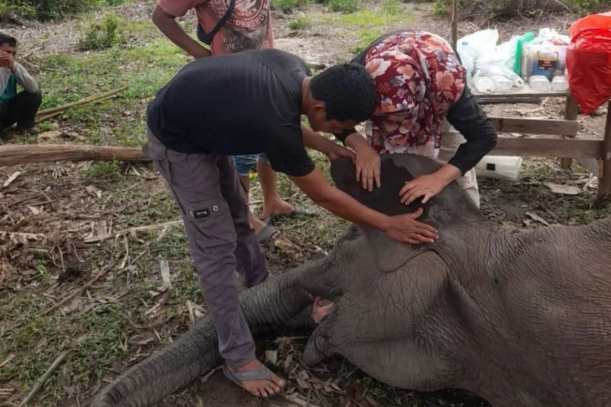 Kematian Gajah Rimbani di Taman Nasional Tesso Nilo