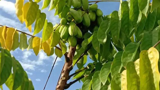 Manfaat Daun Belimbing Wuluh, Cara Merebus untuk Diabetes dan Darah Tinggi