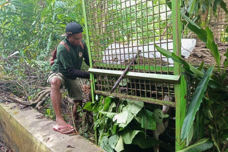 Waspada Harimau! BPBD Pesisir Barat Imbau Warga Tingkatkan Kewaspadaan