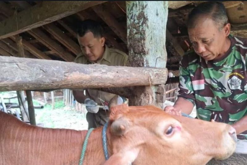 Penanganan PMK di Pacitan: 39 Sapi Sembuh, Angka Kematian Lebih Tinggi dari Prediksi