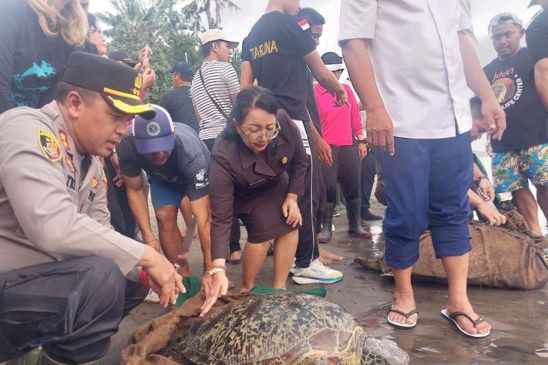 Penyelundupan Penyu di Jembrana: 5 Mati, 19 Dilepasliarkan