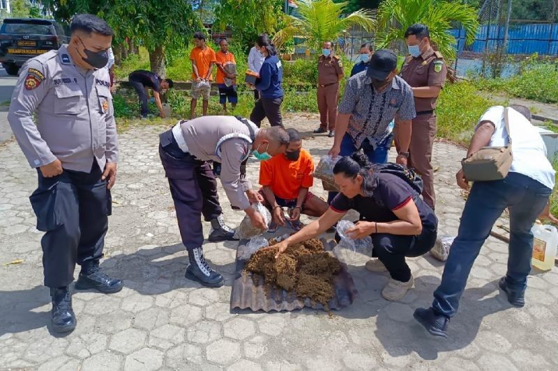 Polisi Jayapura Musnahkan 4 Kg Ganja Asal Papua Nugini