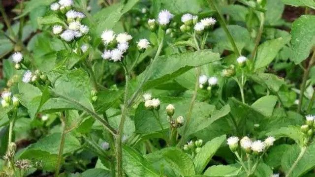 Cara Merebus Daun Bandotan untuk Asam Lambung, Ketahui Tips Mengonsumsinya