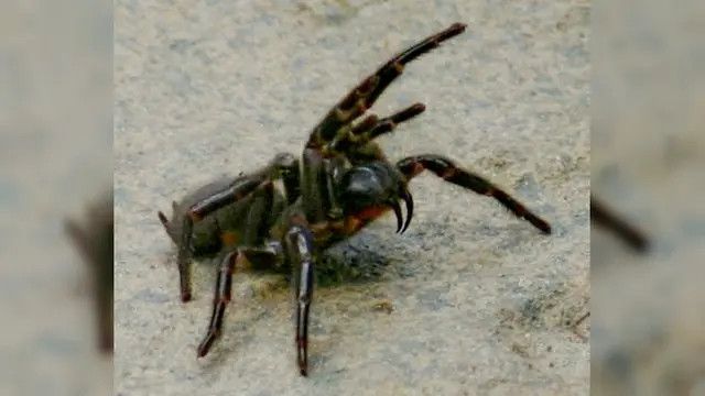 Penemuan oleh Ilmuwan Australia, Spesies Baru Laba-Laba Jaring dengan Ukuran Lebih Besar dan Berbahaya