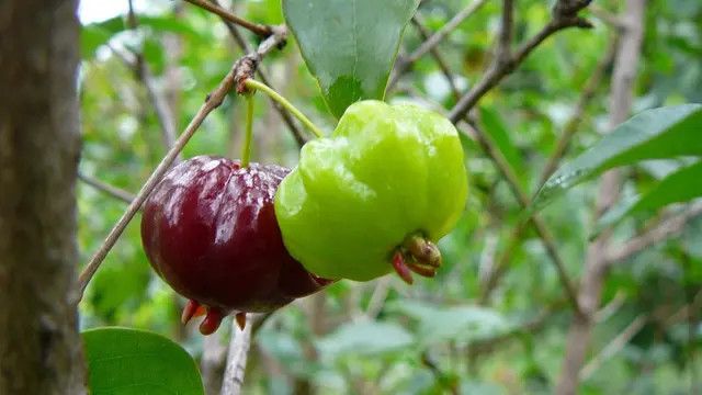 Panduan Merebus Daun Dewandaru untuk Darah Tinggi, Tanaman Herbal dengan Beragam Manfaat