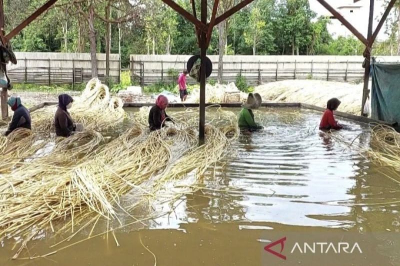 Petani Rotan Kotim Minta Ekspor Mentah Dibuka Kembali