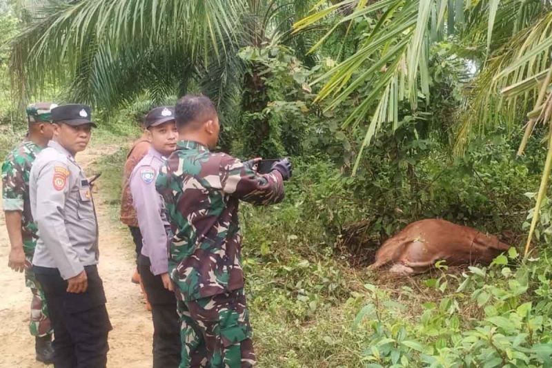 BKSDA Aceh Tangani Serangan Harimau di Aceh Timur