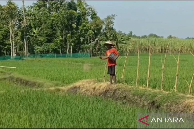 Alokasi Pupuk Subsidi Ngawi 2025: 79.402 Ton, Cukupkah untuk Petani?