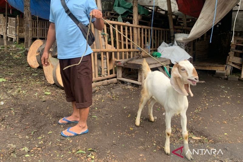 Pasar Hewan Pasuruan Ditutup Lebih Lama Akibat PMK