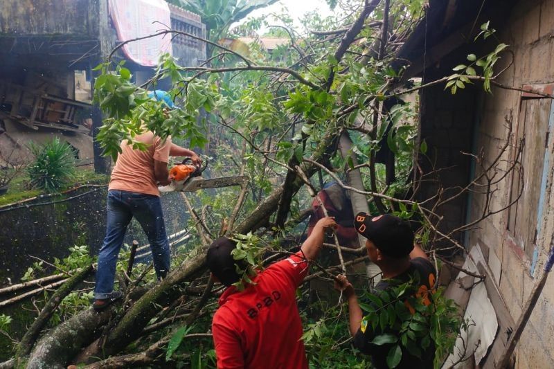 BPBD Padang Evakuasi Pohon Tumbang Timpa Rumah Warga