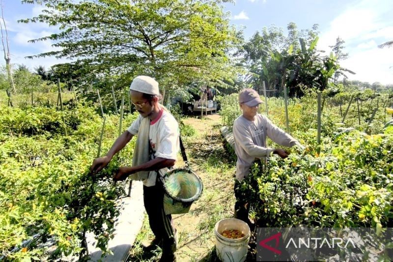 Petani Cabai HST Raup Untung Besar di Tengah Cuaca Ekstrem