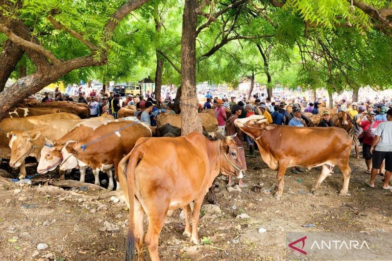 Kasus PMK di Situbondo Melonjak: 248 Sapi Terpapar, Pasar Hewan Ditutup