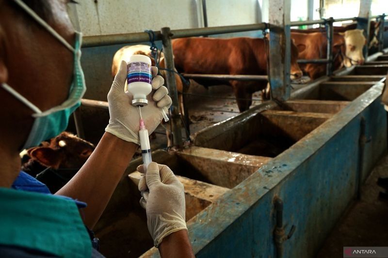 7.000 Dosis Vaksin PMK Tiba di Pacitan, Perangi Wabah di 59 Ribu Sapi