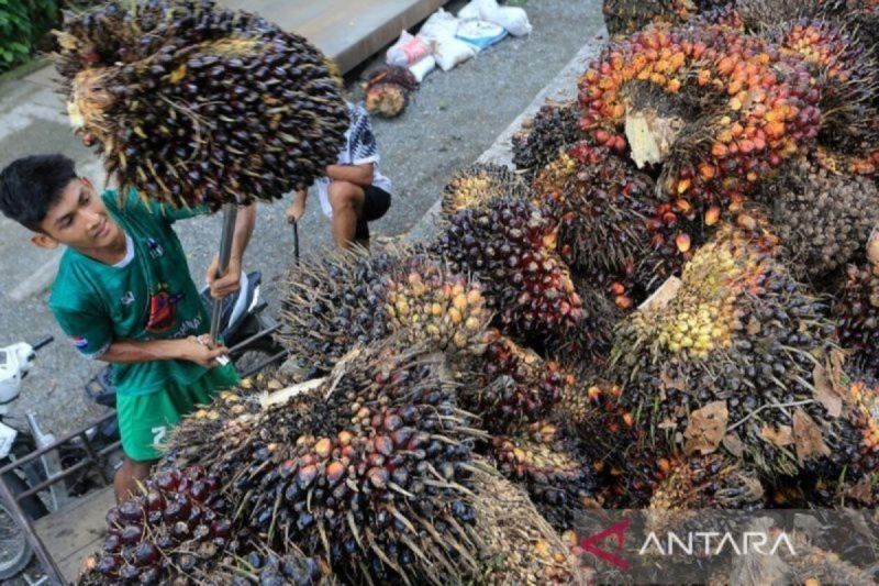 Indonesia Menang Gugatan Sawit di WTO & Implementasi B40