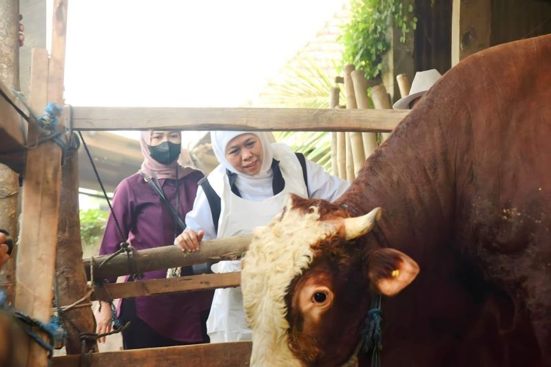 Stok Ternak Jatim Aman Jelang Ramadhan: Gubernur Khofifah Optimistis