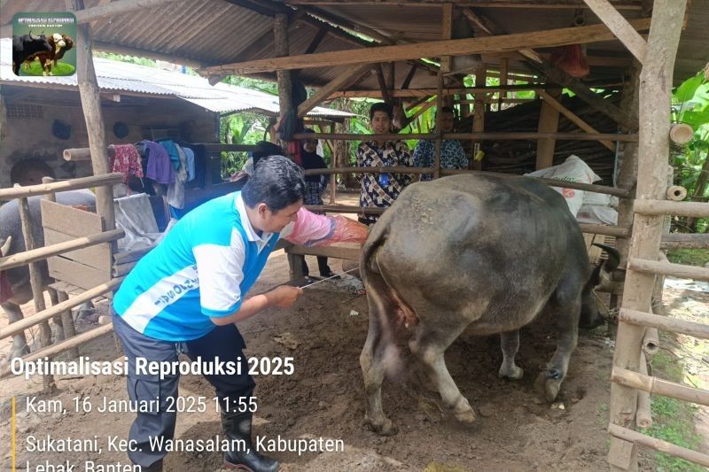 Pemkab Lebak Optimalkan Inseminasi Buatan untuk Tingkatkan Populasi Kerbau