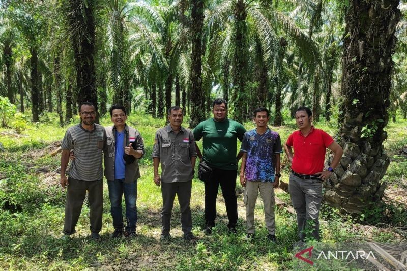 Lahan Peremajaan Sawit Mukomuko Dijamin Bebas Kawasan Hutan