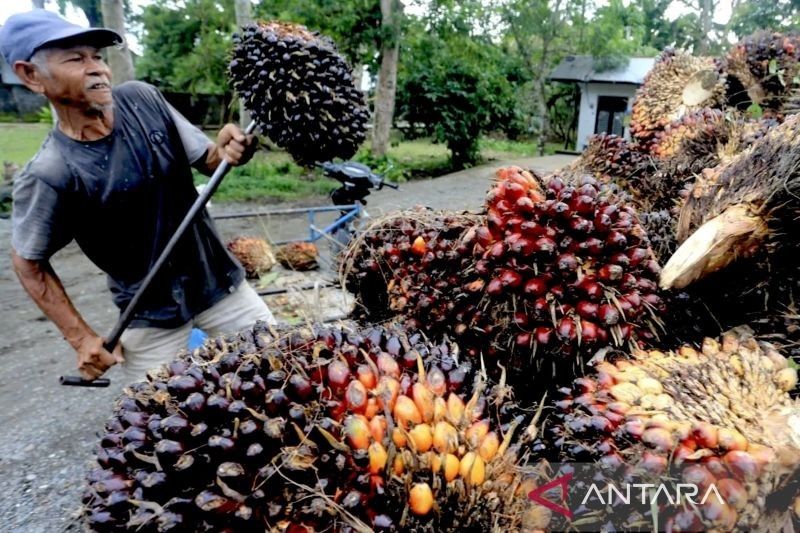 Harga TBS Sawit Kalsel Naik 4,43% di Januari 2025