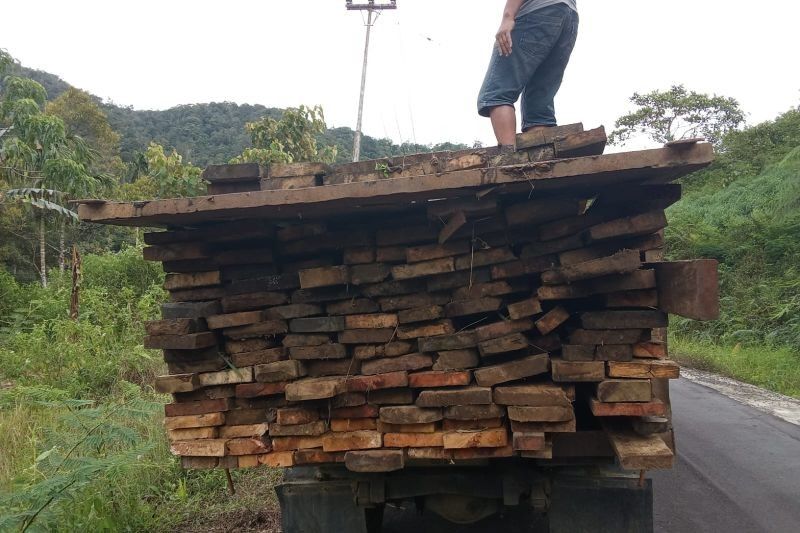 Polhut Pasaman Sita Kayu Ilegal 4,5 Meter Kubik di Puncak Tonang