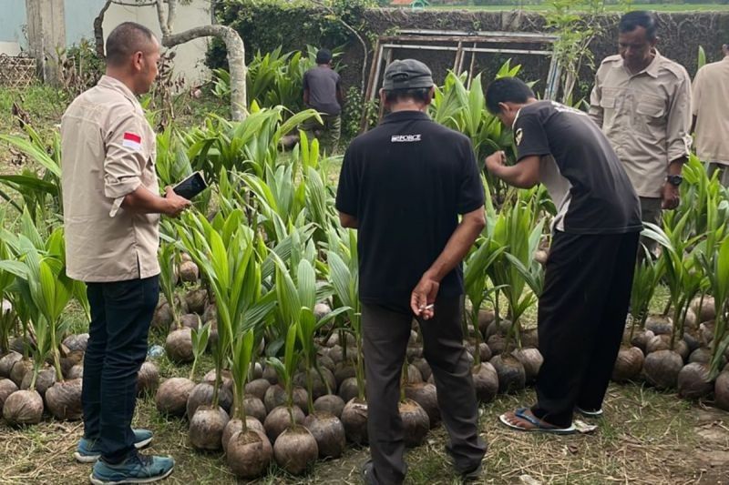 Petani Banyumas-Kebumen Dapat Bibit Kelapa Genjah, Cegah Risiko Pekerjaan