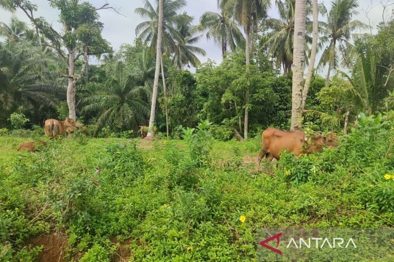 14 Sapi di Bengkulu Terjangkit PMK, Pemkot Lakukan Pencegahan