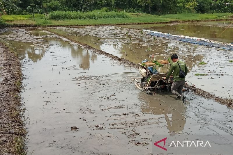 DKPP Bantul Pastikan Distribusi Pupuk Bersubsidi Tetap Melalui Kios Resmi