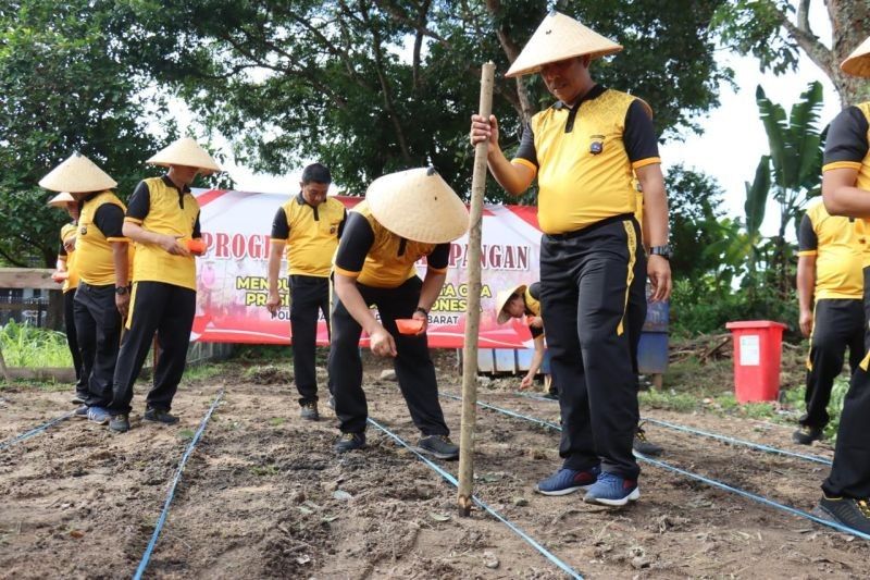 Polres Pasaman Barat Tanam Jagung, Dukung Ketahanan Pangan Nasional