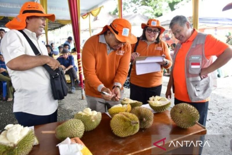 Festival Durian Langka Rejang Lebong: Merayakan Rasa dan Pelestarian