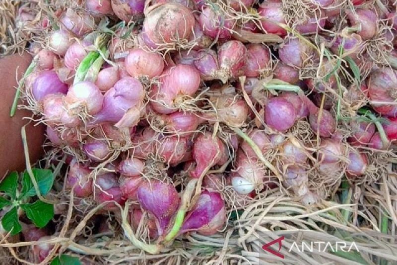 Harga Bawang Merah Situbondo Anjlok, Petani Rugi Jutaan Rupiah