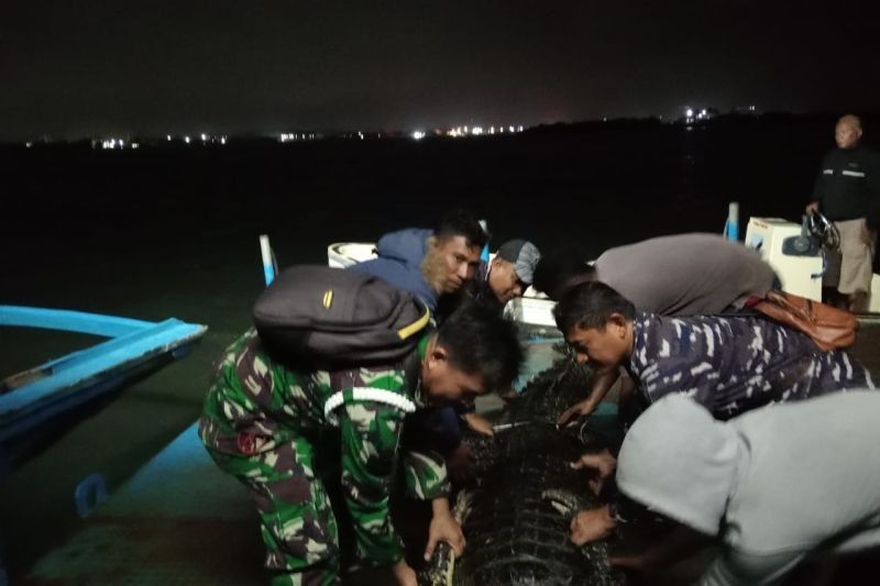 Lantamal IV Evakuasi 22 Buaya Lepas di Pulau Bulan Akibat Banjir