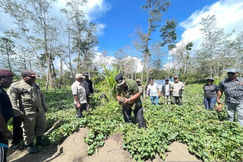 Sukses! Lahan Pertanian Jayawijaya Lampaui Target 112 Hektare