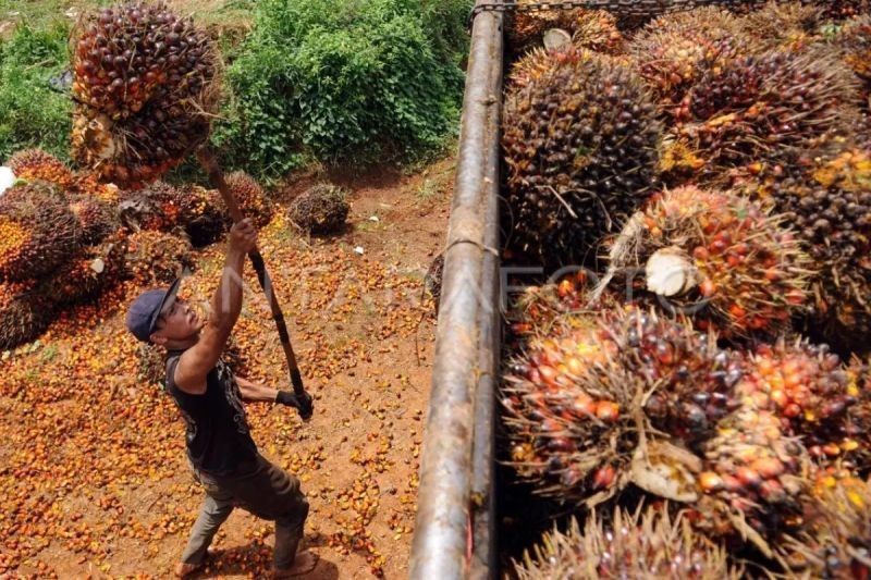 Gapki Harap Industri Sawit Makin Kondusif dengan Tata Kelola Baik