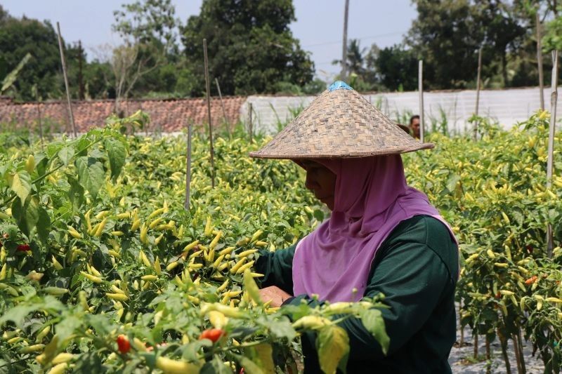 Sleman Salurkan Bibit Sayur untuk Stabilkan Harga, Terutama Cabai