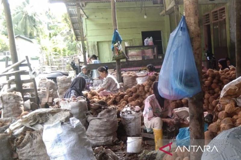 Harga Kelapa di Simeulue Melonjak Tajam: Rp9.000 per Butir!