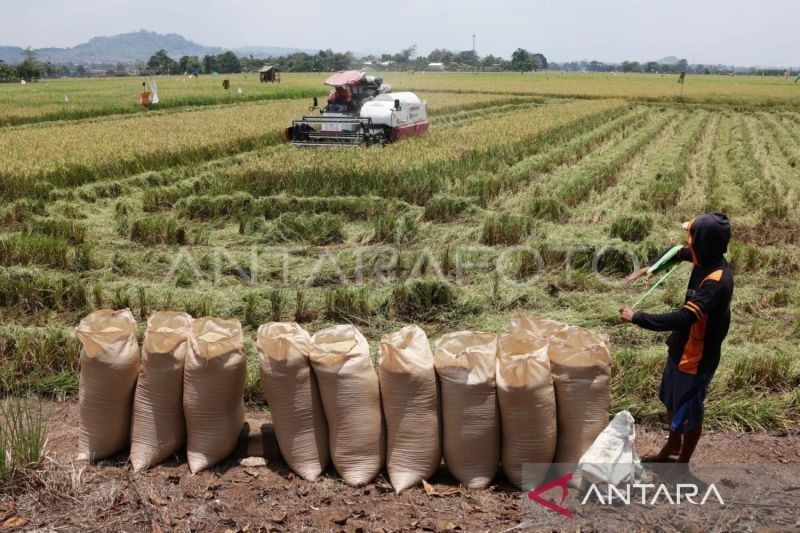 Bulog Sulselbar Incar Serap 350.000 Ton Gabah/Beras Petani di 2025