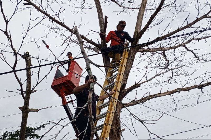 13 Pohon Tumbang di Palangka Raya Selama Januari 2025