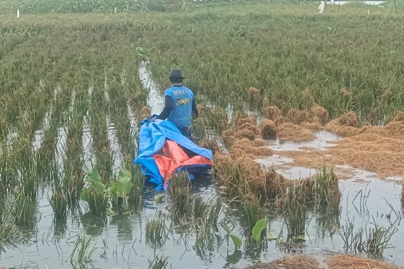 Banjir Ancam Gagal Panen Petani Cilincing, Jakarta Utara