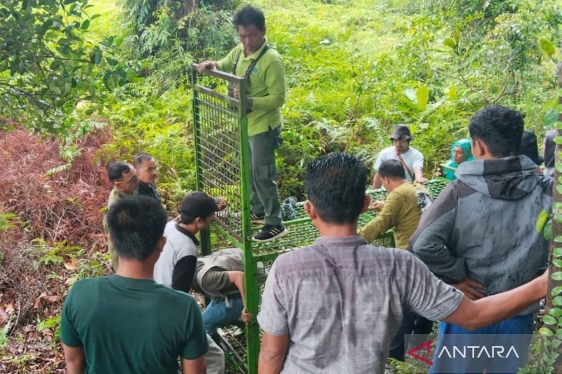 Perangkap Harimau di Mukomuko Belum Berhasil, BKSDA Tetap Awasi Pergerakan