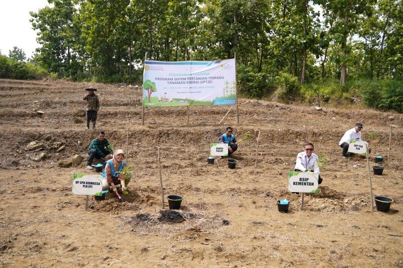 PLN dan Kementan Luncurkan Program Tanaman Energi di Brebes