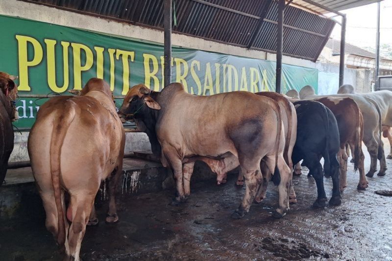 Kementan Tingkatkan Kesiapsiagaan Peternak Sapi Depok Hadapi PMK