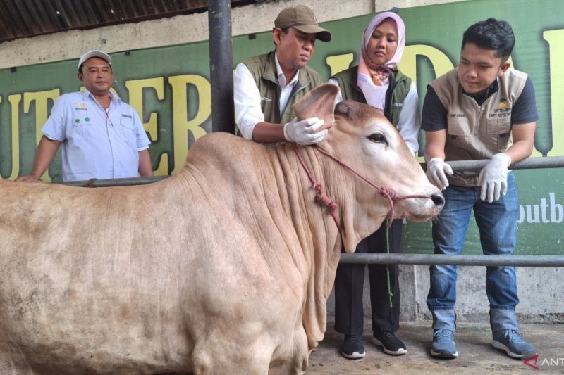 Depok Vaksinasi 119 Sapi Cegah PMK, Fokus Kesehatan Ternak