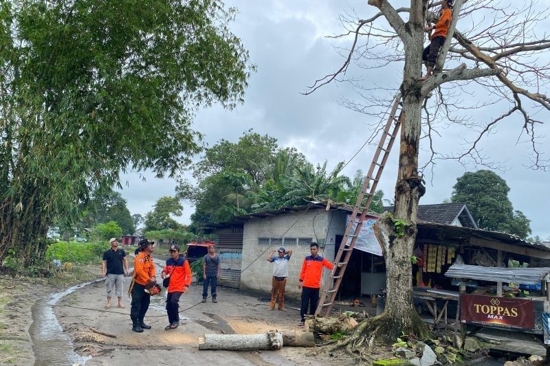 DLH Bangka dan PLN Kerja Sama Tebang Pohon Rawan Tumbang