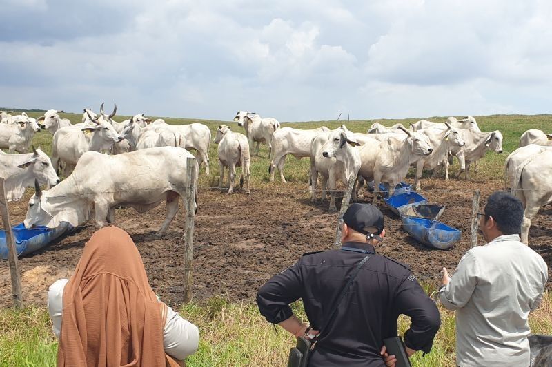 Sumsel Perketat Pengawasan Lalu Lintas Sapi Cegah PMK