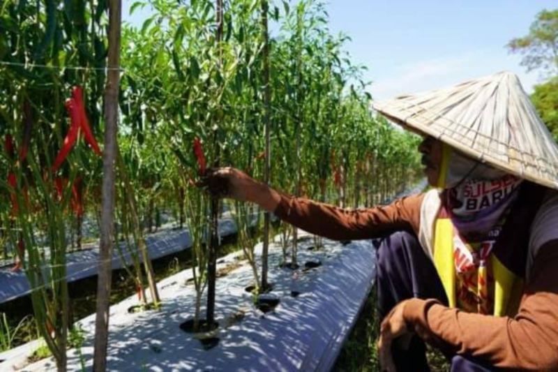 PLN Sulselrabar Dukung Penuh Petani Lewat Program Electrifying Agriculture