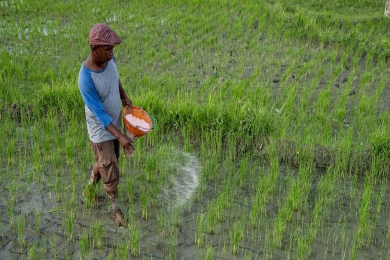 Pupuk Subsidi Sulteng: Realisasi Penyaluran Urea Capai 71,79 Persen